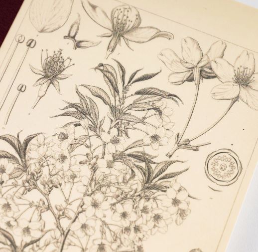 Hobonichi Plain Notebook (A5) - Yamazakura