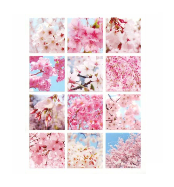 Kyowa Film Square Seal Sakura Meguri Sticker