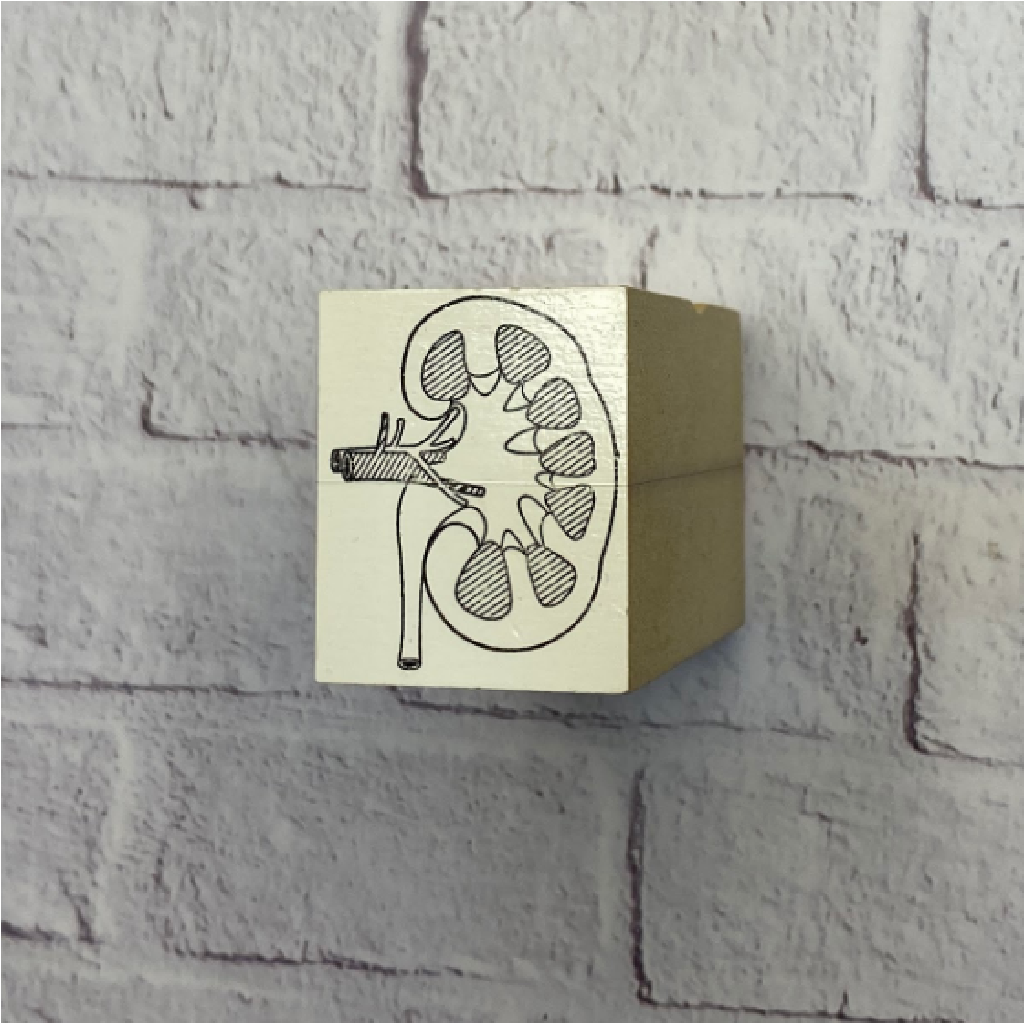 Rubber Stamp - Kidney