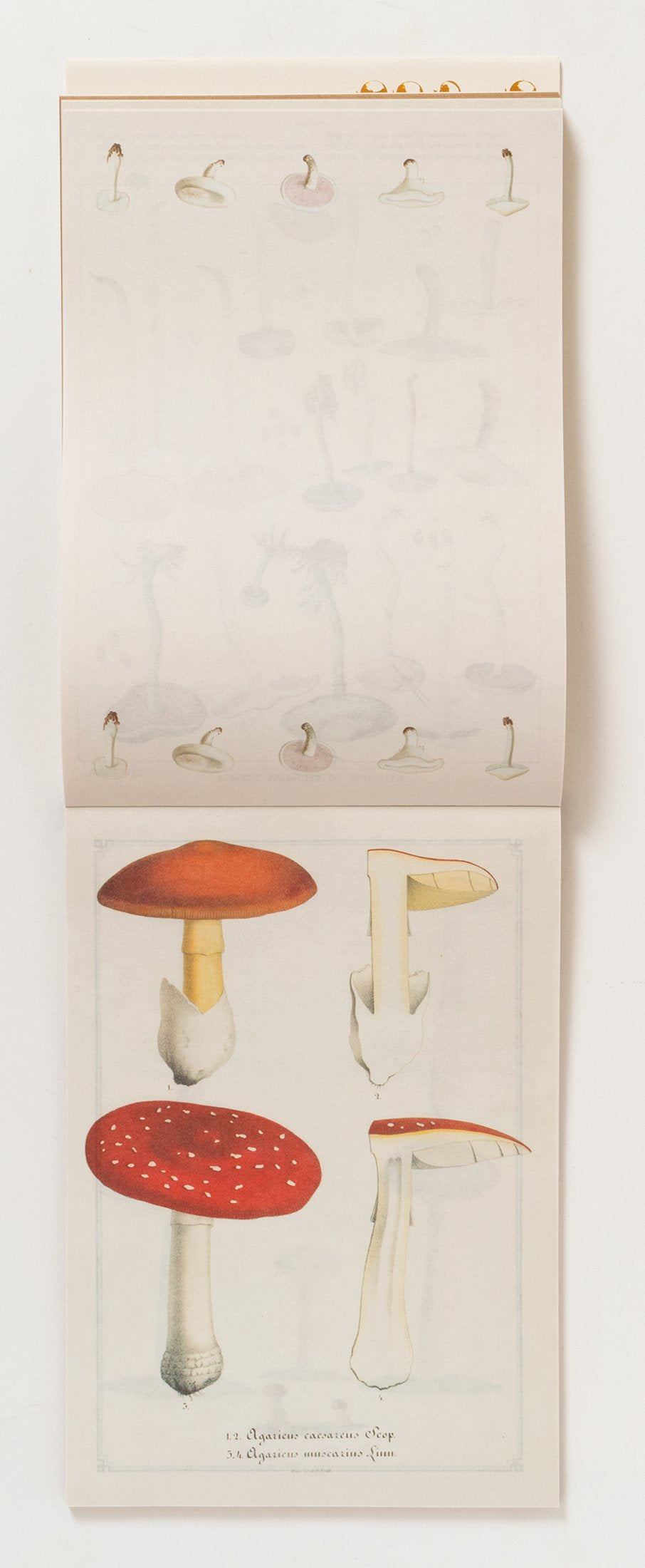 100 Writing and Crafting Papers of Mushrooms (Japanese Edition)