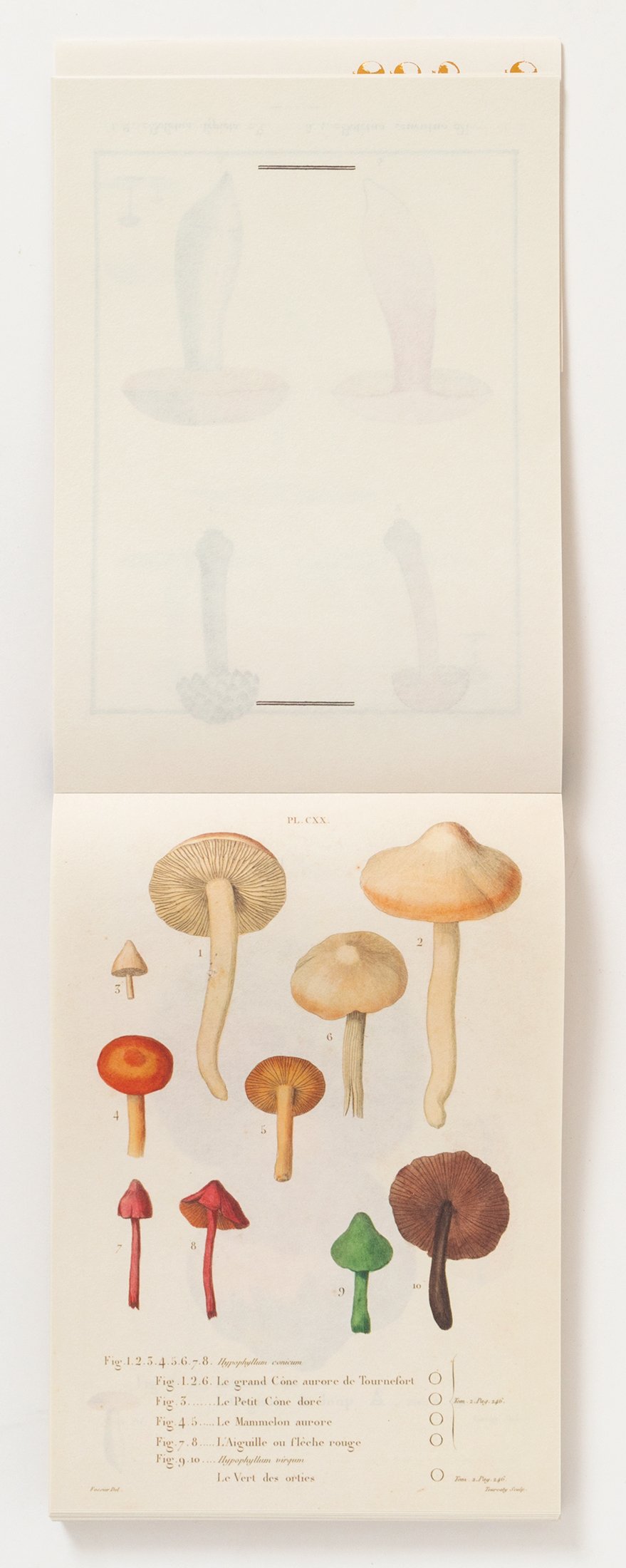 100 Writing and Crafting Papers of Mushrooms (Japanese Edition)