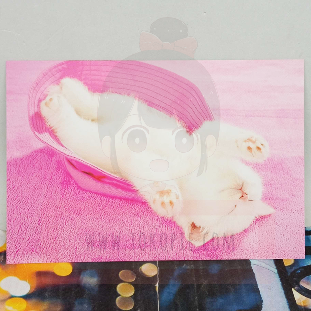 Active Corporation Cute Sleeping Cat