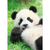 Pinup Japan Post Card Panda Using Toothpick